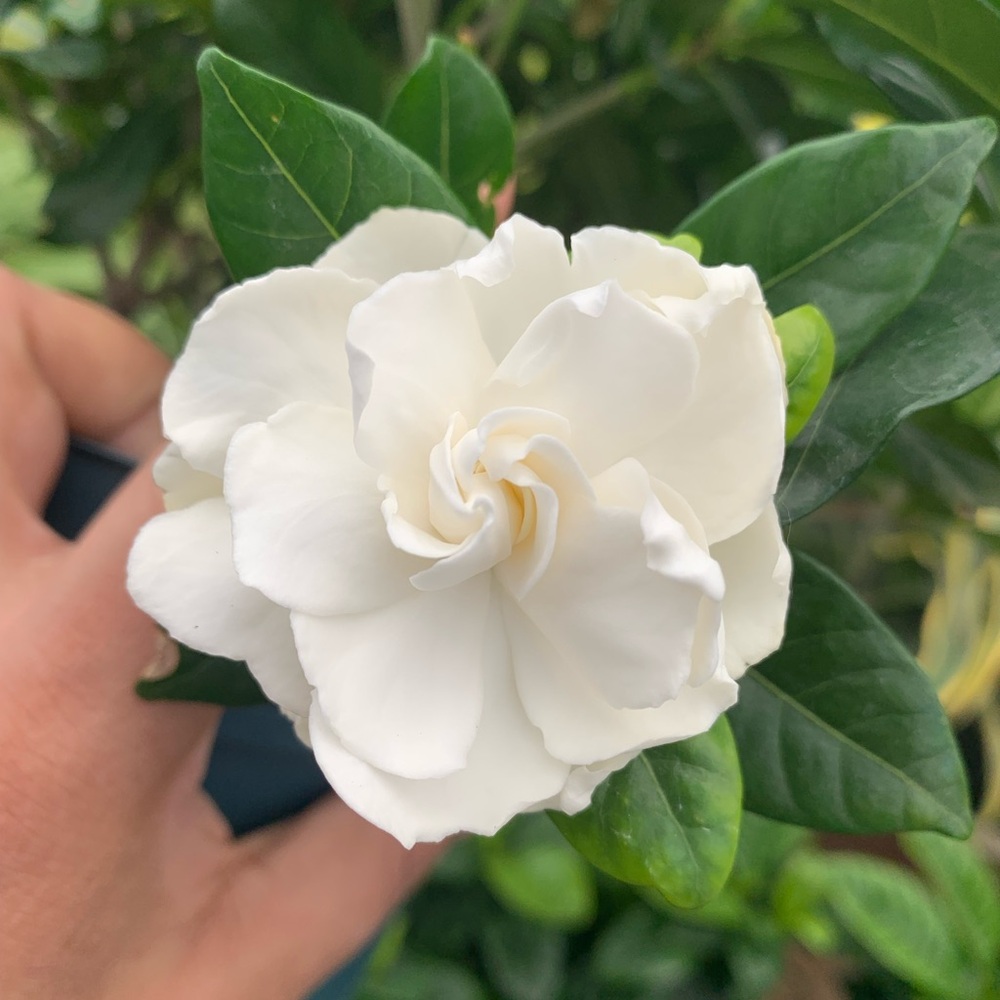 Gardenia Plant